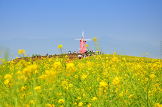 汉中油菜花