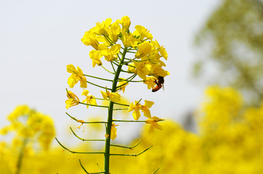 油菜花蜜蜂采蜜