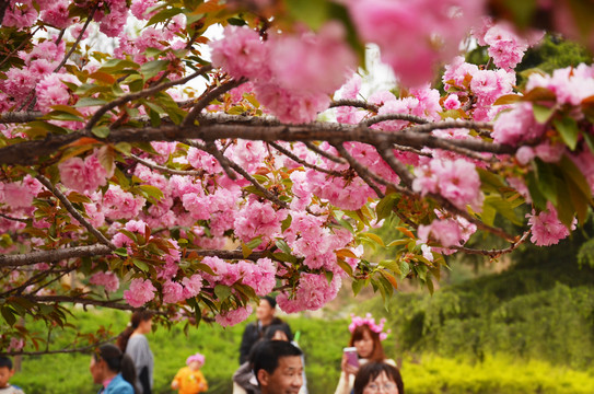 青龙寺樱花