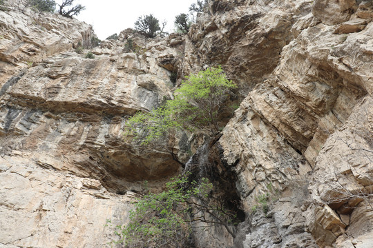 悬崖峭壁上的树