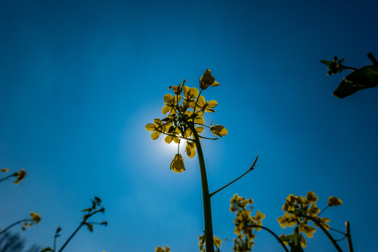 油菜花