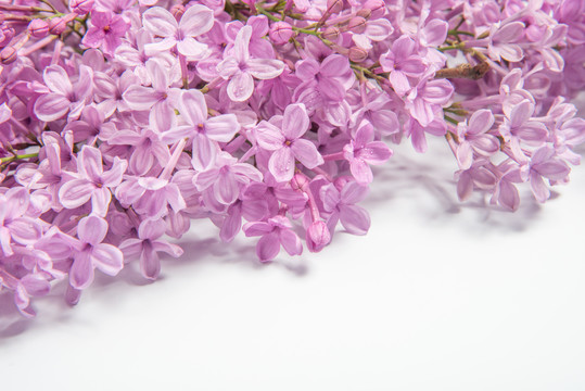 丁香花