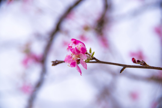 桃花枝