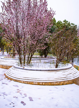 雪地海棠树