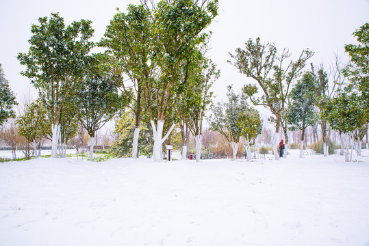 雪地树木