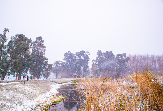 湿地雪景