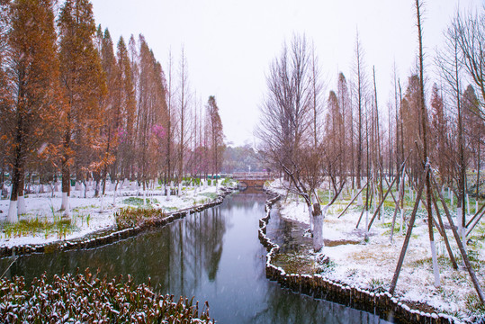 水杉林雪景