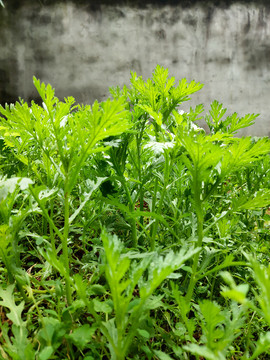 皇帝菜