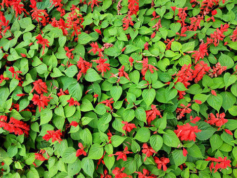 红花绿叶背景墙