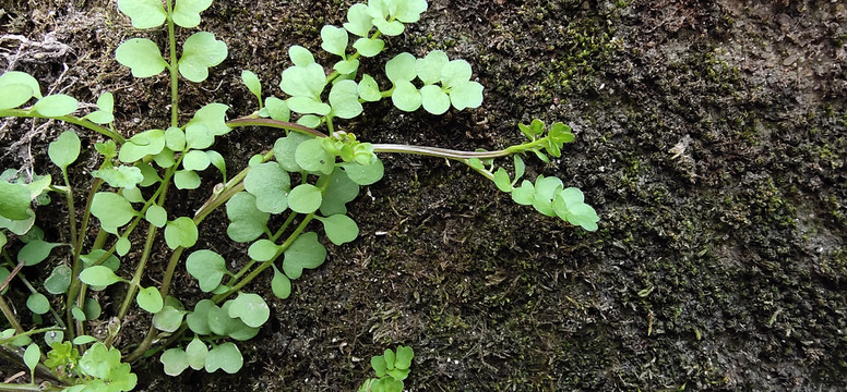 植物