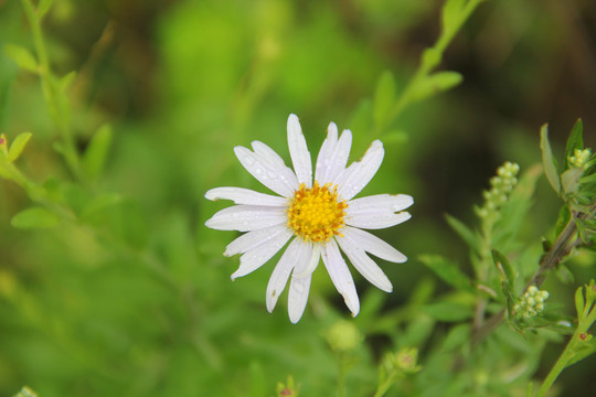 野菊花