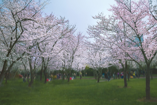 无锡金匮公园樱花
