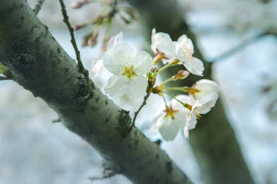 无锡金匮公园樱花