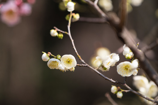 南京梅花山梅花