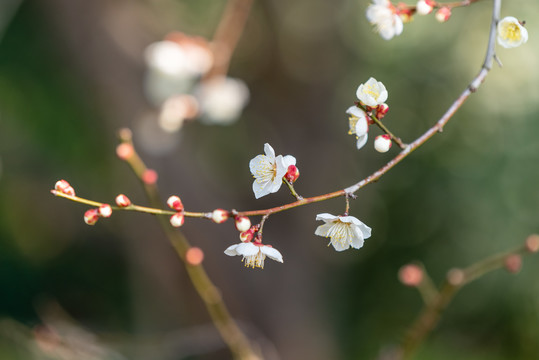 南京梅花山梅花