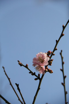 盛开的梅花