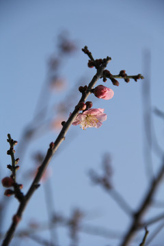 盛开的梅花