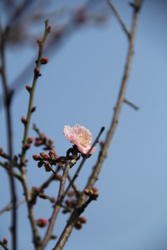 盛开的梅花