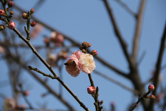 盛开的梅花