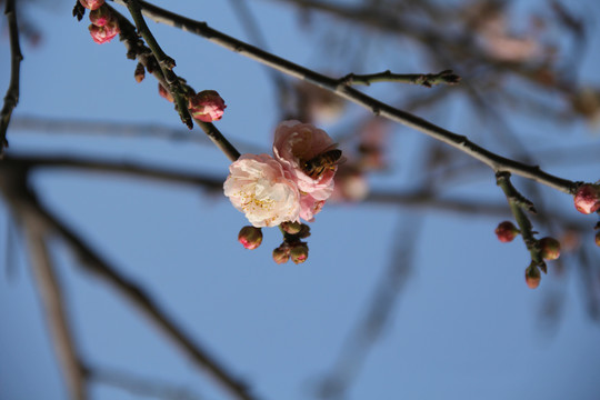 盛开的梅花