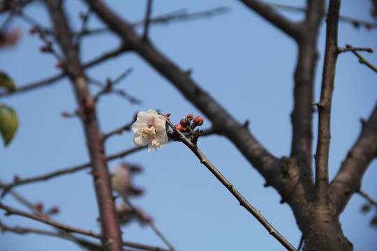 盛开的梅花