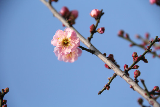 盛开的梅花