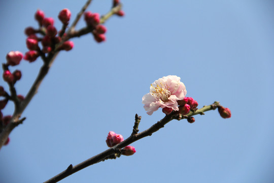 盛开的梅花
