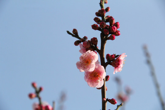 盛开的梅花