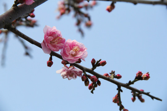 盛开的梅花