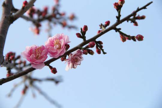 盛开的梅花