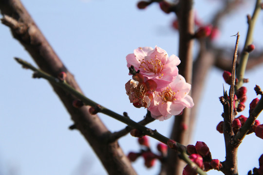 盛开的梅花