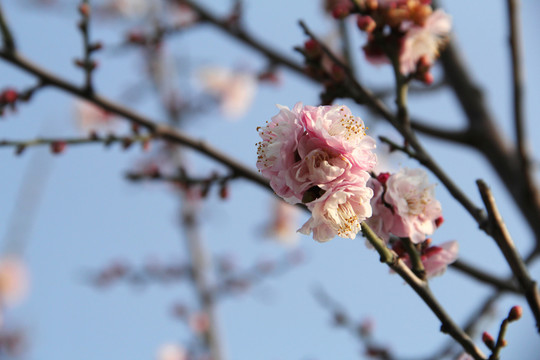 盛开的梅花