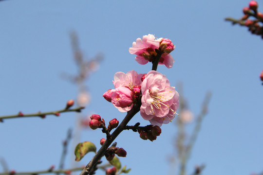 盛开的梅花