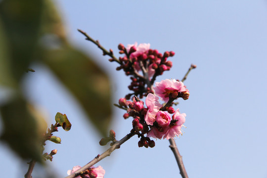 盛开的梅花