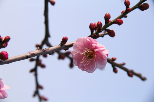 盛开的梅花