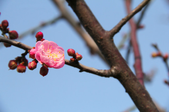 盛开的梅花