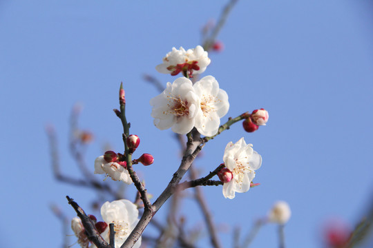 盛开的梅花