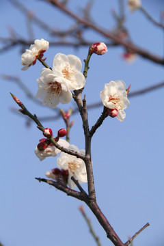 盛开的梅花