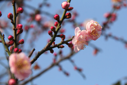 盛开的梅花