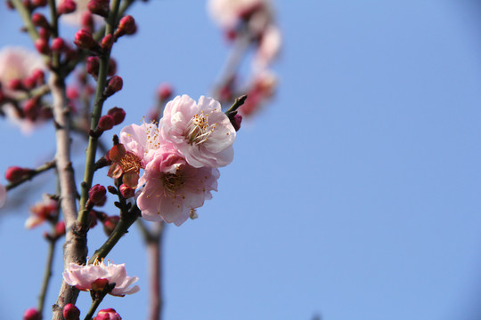 盛开的梅花