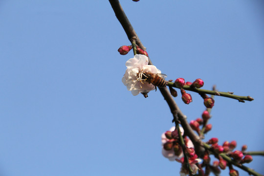 盛开的梅花