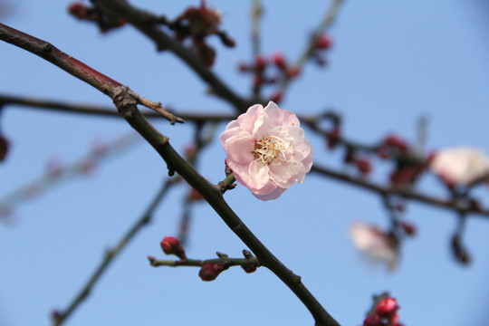 盛开的梅花