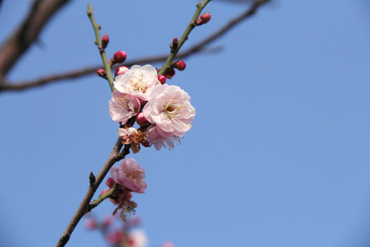 盛开的梅花