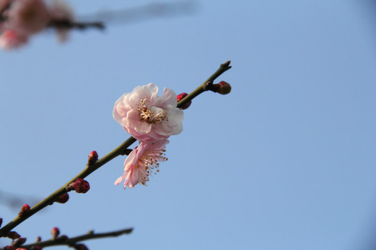 盛开的梅花