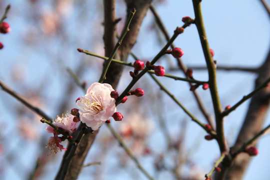 盛开的梅花