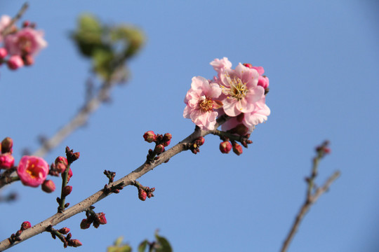 盛开的梅花