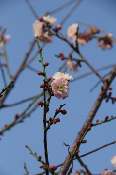 盛开的梅花