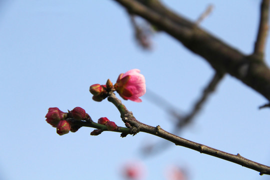 盛开的梅花