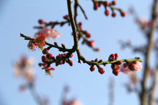 盛开的梅花