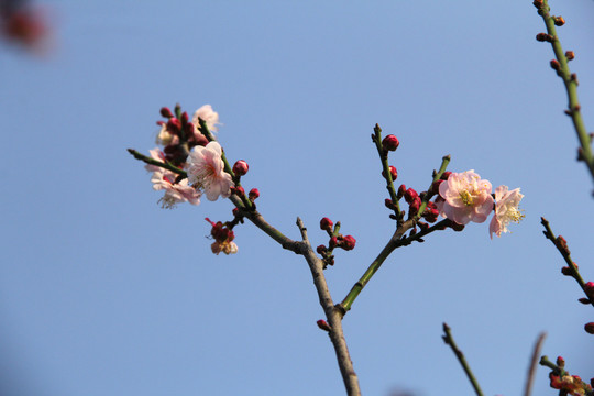 盛开的梅花
